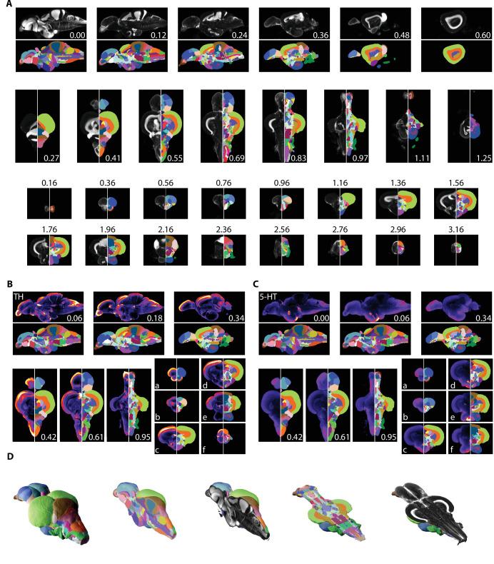 https://cdn.ncbi.nlm.nih.gov/pmc/blobs/5dac/8639146/2ca1e68c402e/elife-69988-fig5.jpg
