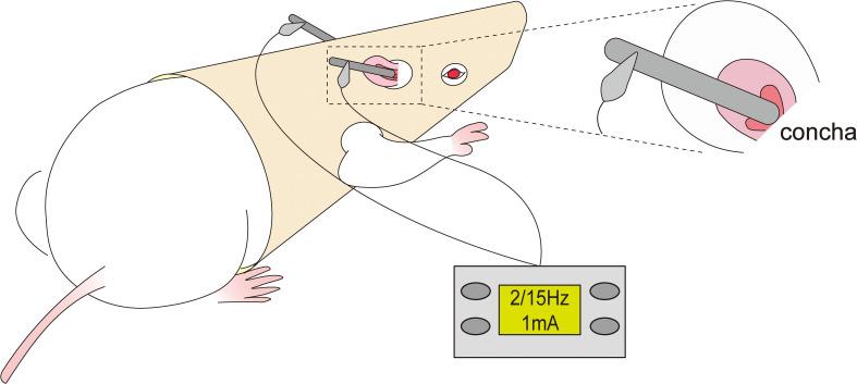 https://cdn.ncbi.nlm.nih.gov/pmc/blobs/5db3/12122300/95a7e669c46a/fimmu-16-1536056-g001.jpg