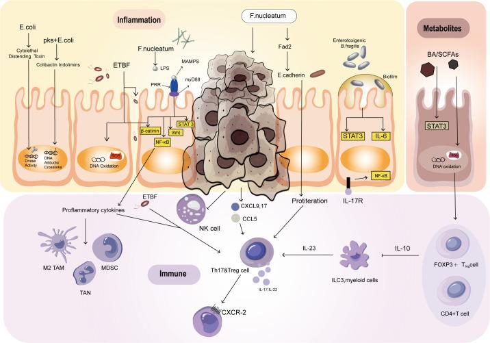 https://cdn.ncbi.nlm.nih.gov/pmc/blobs/5db7/11524876/fe98d5fbecf7/fimmu-15-1431747-g001.jpg