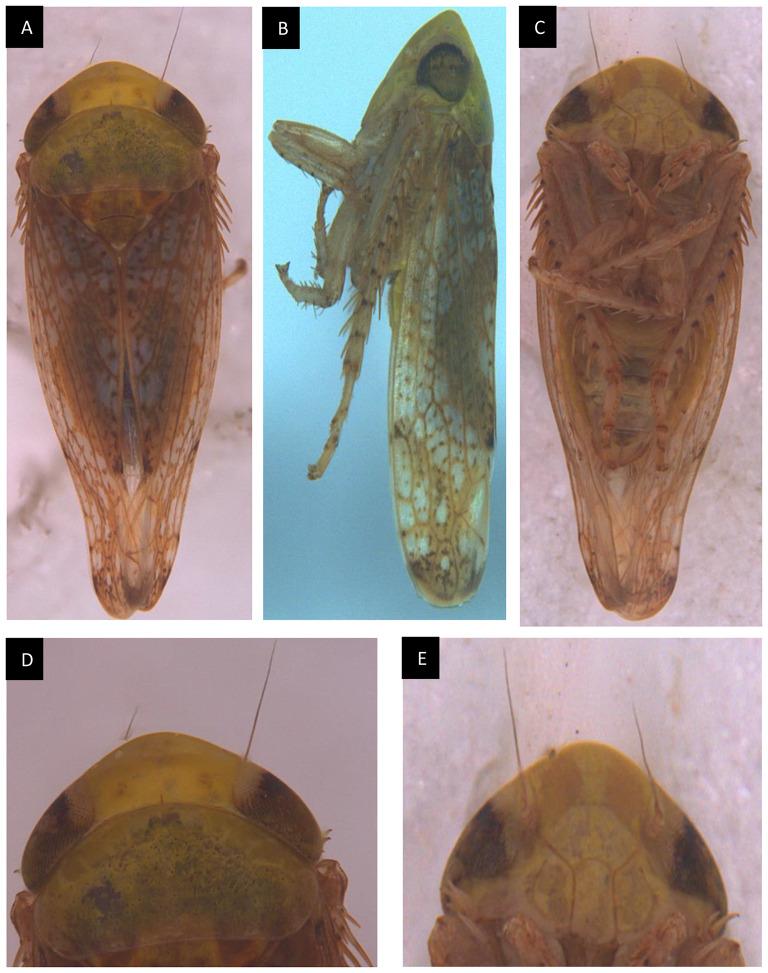 https://cdn.ncbi.nlm.nih.gov/pmc/blobs/5dbd/11184749/1be7c00bc26c/12870_2024_5257_Fig4_HTML.jpg