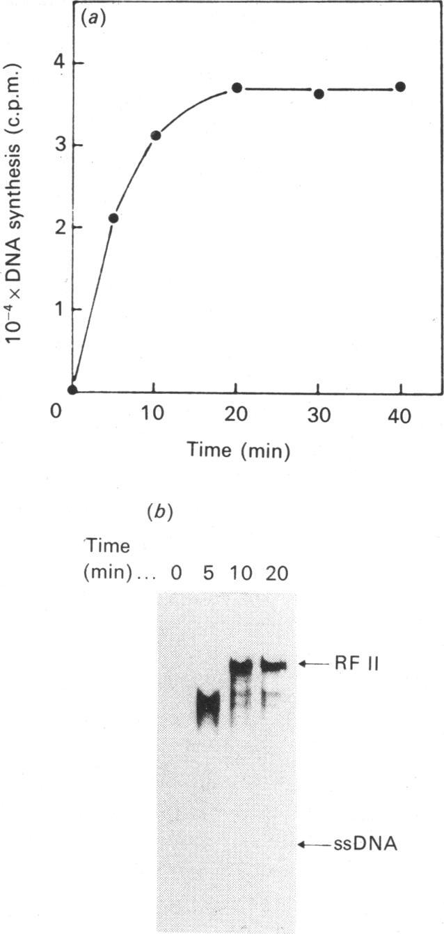 https://cdn.ncbi.nlm.nih.gov/pmc/blobs/5dbe/1130510/c667c482e93a/biochemj00145-0143-a.jpg