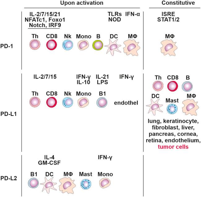 https://cdn.ncbi.nlm.nih.gov/pmc/blobs/5dc1/10879685/73f9432fc50b/fimmu-15-1342086-g003.jpg
