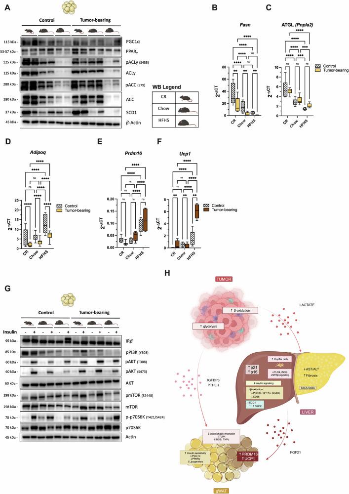 https://cdn.ncbi.nlm.nih.gov/pmc/blobs/5dc4/11707351/a0e5fe67cc5a/42003_2025_7451_Fig6_HTML.jpg