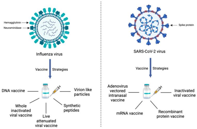 https://cdn.ncbi.nlm.nih.gov/pmc/blobs/5dc5/10675305/cb84225551b4/vaccines-11-01647-g001.jpg