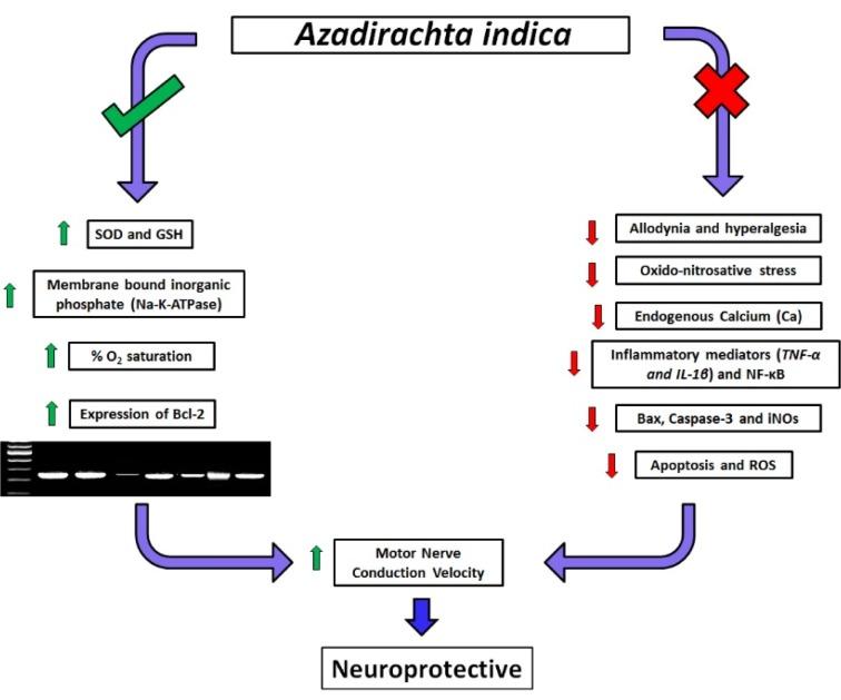 https://cdn.ncbi.nlm.nih.gov/pmc/blobs/5dc5/5491907/ed06892f7f91/EXCLI-16-546-g-001.jpg