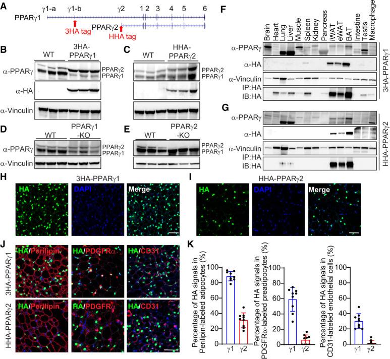 https://cdn.ncbi.nlm.nih.gov/pmc/blobs/5dc7/8973844/9751a88e1bc2/300f01.jpg