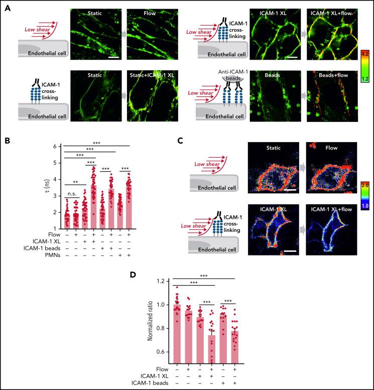 https://cdn.ncbi.nlm.nih.gov/pmc/blobs/5dc9/9305087/d5c3476cac20/bloodBLD2021014614f5.jpg