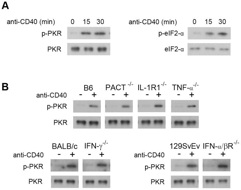 https://cdn.ncbi.nlm.nih.gov/pmc/blobs/5dd5/3749959/46259806547c/ppat.1003557.g007.jpg