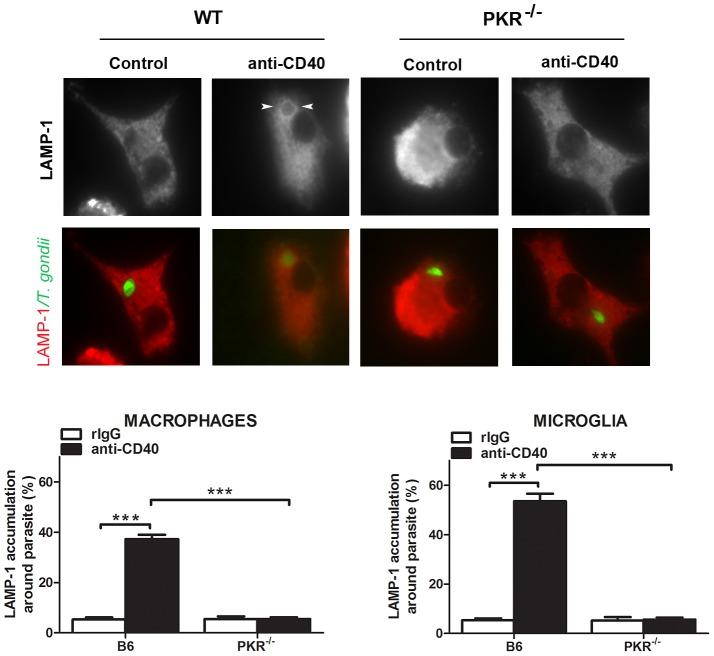 https://cdn.ncbi.nlm.nih.gov/pmc/blobs/5dd5/3749959/704947e7ca64/ppat.1003557.g010.jpg