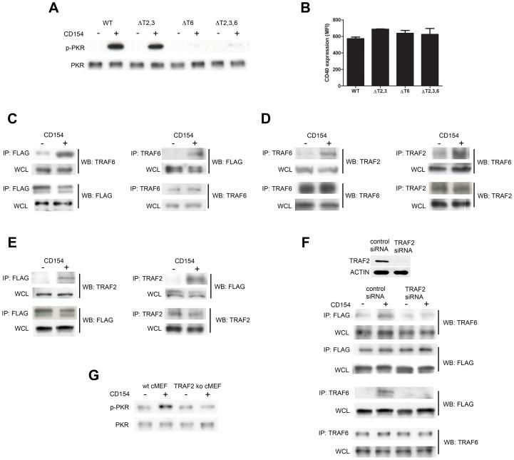 https://cdn.ncbi.nlm.nih.gov/pmc/blobs/5dd5/3749959/b141ef75be32/ppat.1003557.g008.jpg
