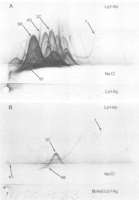 https://cdn.ncbi.nlm.nih.gov/pmc/blobs/5dd6/348114/e5b8961b6f0c/iai00144-0436-a.jpg