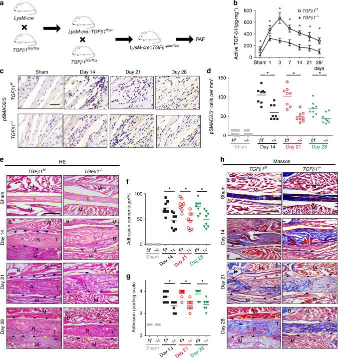 https://cdn.ncbi.nlm.nih.gov/pmc/blobs/5dd7/10167238/8e6c17a10979/41413_2023_252_Fig6_HTML.jpg