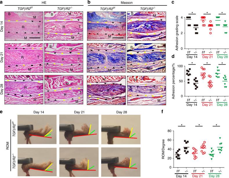 https://cdn.ncbi.nlm.nih.gov/pmc/blobs/5dd7/10167238/d8d76dc1efb8/41413_2023_252_Fig9_HTML.jpg