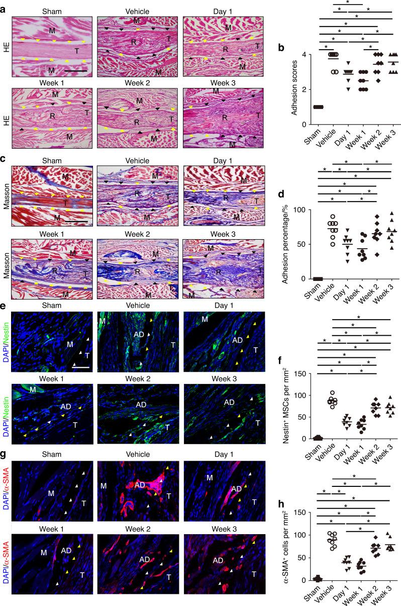 https://cdn.ncbi.nlm.nih.gov/pmc/blobs/5dd7/10167238/e574fcbe9cf7/41413_2023_252_Fig11_HTML.jpg