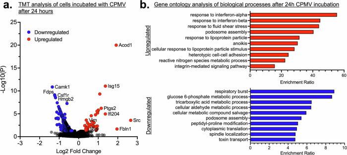 https://cdn.ncbi.nlm.nih.gov/pmc/blobs/5dda/11499861/2f5923078eb1/42003_2024_6982_Fig4_HTML.jpg
