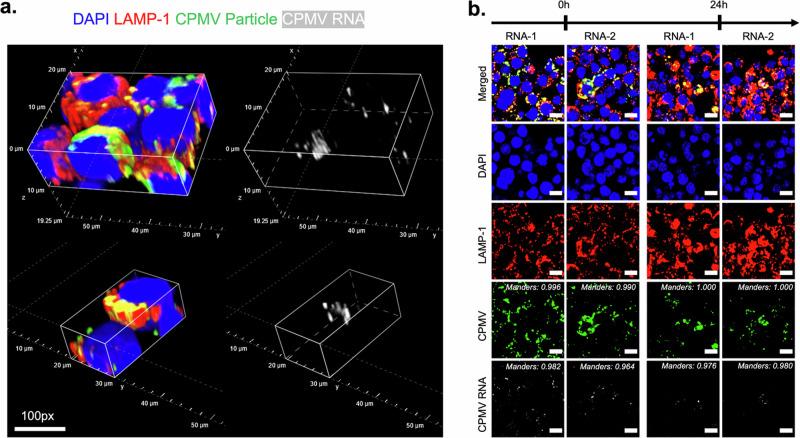 https://cdn.ncbi.nlm.nih.gov/pmc/blobs/5dda/11499861/6e42d142255a/42003_2024_6982_Fig2_HTML.jpg