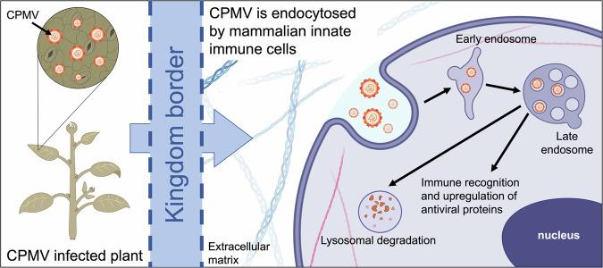 https://cdn.ncbi.nlm.nih.gov/pmc/blobs/5dda/11499861/831a0e6c6c85/42003_2024_6982_Fig7_HTML.jpg