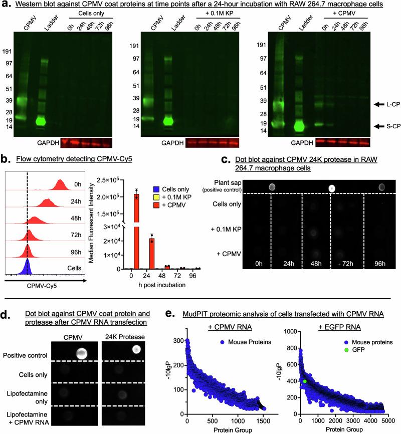 https://cdn.ncbi.nlm.nih.gov/pmc/blobs/5dda/11499861/a07a8a345e68/42003_2024_6982_Fig3_HTML.jpg