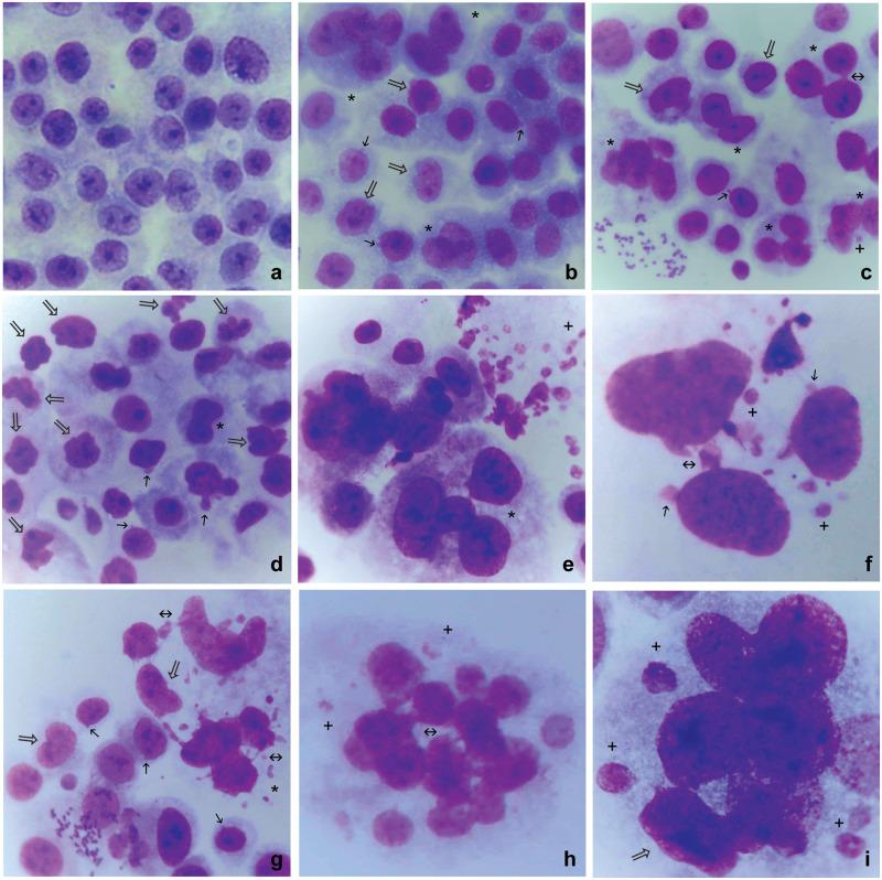 https://cdn.ncbi.nlm.nih.gov/pmc/blobs/5dda/11670937/aa9bc34146bc/pone.0311976.g001.jpg
