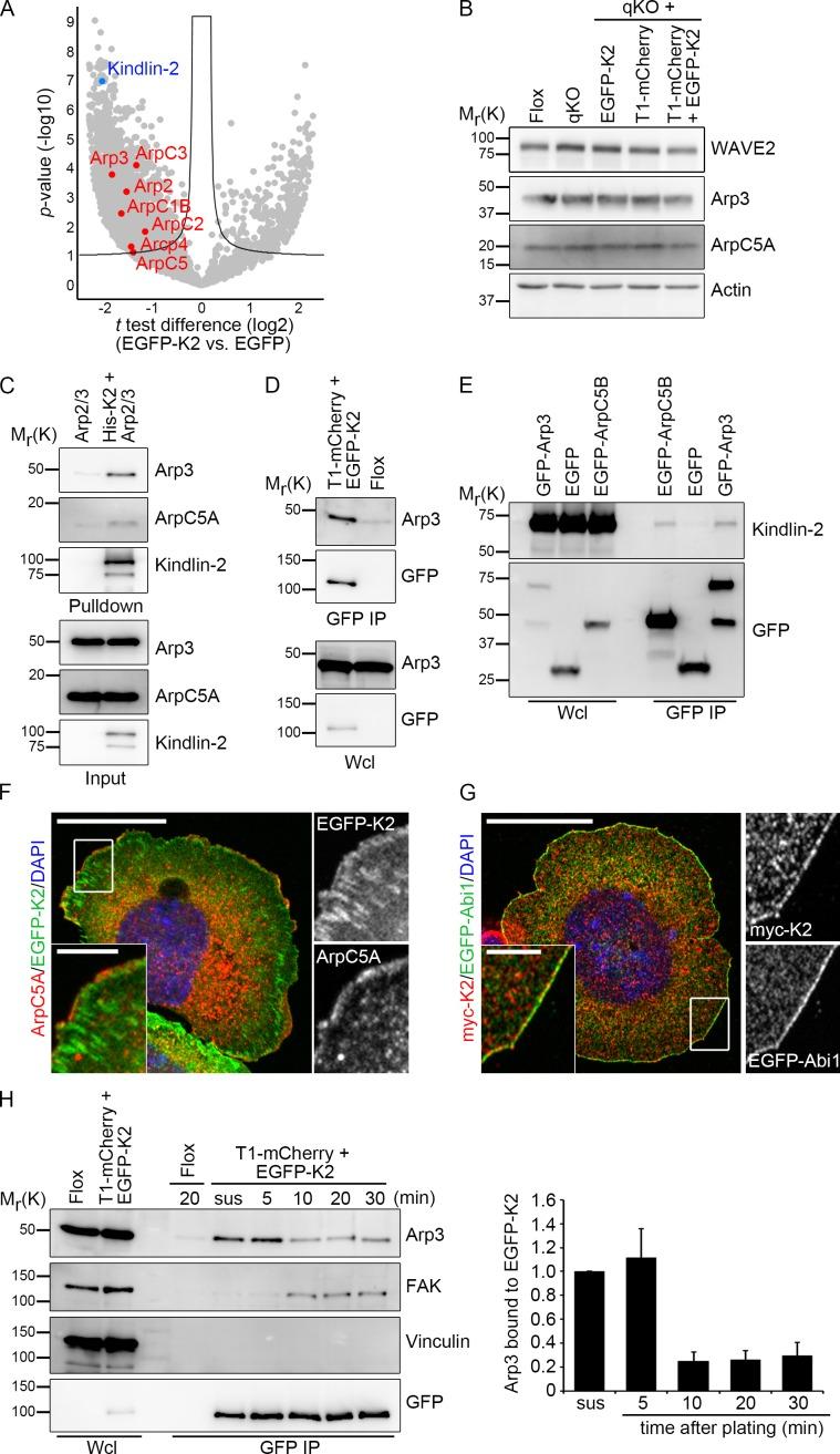 https://cdn.ncbi.nlm.nih.gov/pmc/blobs/5ddb/5674885/76932a0bac8d/JCB_201701176_Fig5.jpg