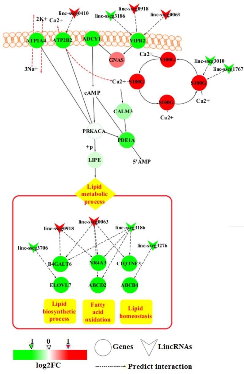 https://cdn.ncbi.nlm.nih.gov/pmc/blobs/5ddc/6070815/0dac7cbd4854/genes-09-00336-g005.jpg