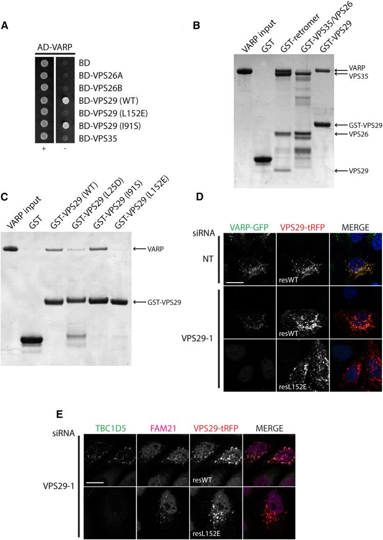 https://cdn.ncbi.nlm.nih.gov/pmc/blobs/5ddd/4059916/44664bc9a5df/gr4.jpg