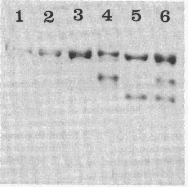 https://cdn.ncbi.nlm.nih.gov/pmc/blobs/5dde/294253/2da59dd5c46d/jbacter00568-0407-a.jpg
