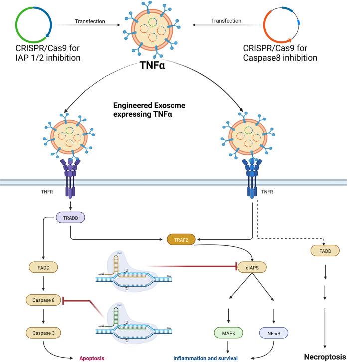 https://cdn.ncbi.nlm.nih.gov/pmc/blobs/5dec/9971689/96ad5e94f18d/41417_2023_597_Fig6_HTML.jpg
