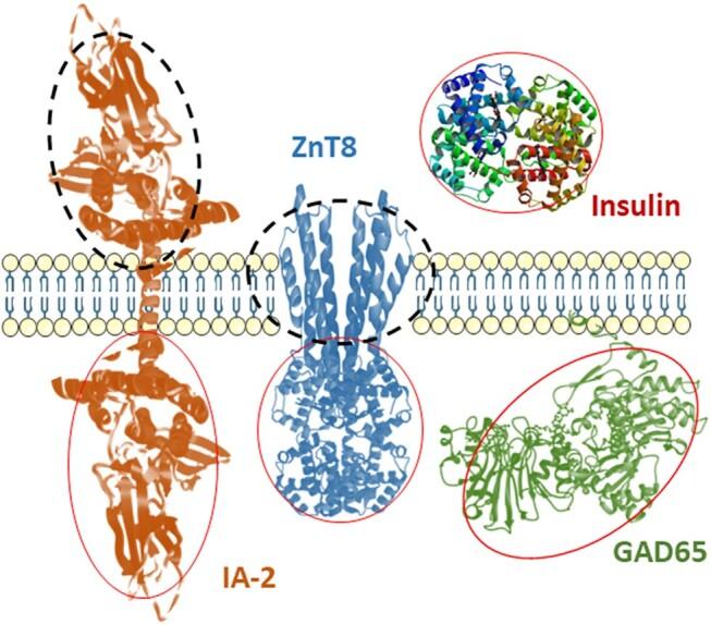 https://cdn.ncbi.nlm.nih.gov/pmc/blobs/5ded/10758755/bd0aee15bb13/bvad160f1.jpg