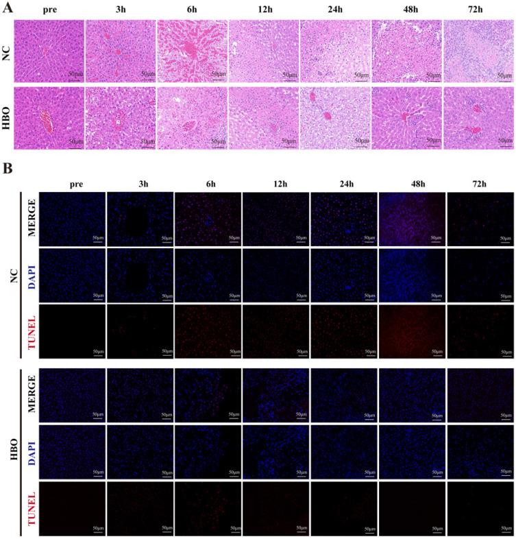 https://cdn.ncbi.nlm.nih.gov/pmc/blobs/5def/12035843/94185b47e5ab/ijmsv22p2174g002.jpg