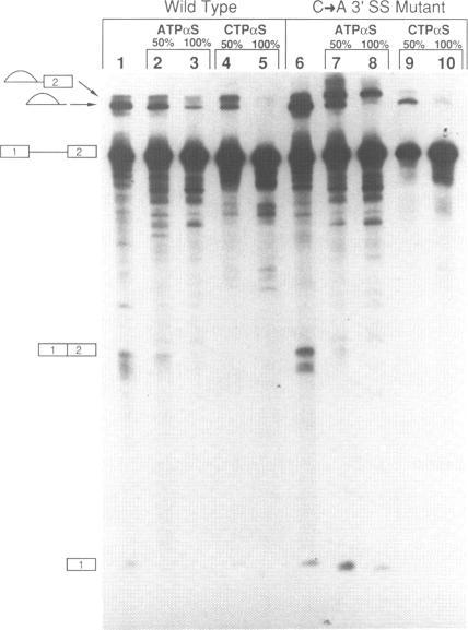 https://cdn.ncbi.nlm.nih.gov/pmc/blobs/5df2/312311/93e8bc8251d7/nar00082-0114-a.jpg