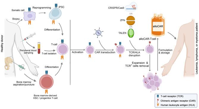 https://cdn.ncbi.nlm.nih.gov/pmc/blobs/5df3/11370086/4ebdcdf1eb59/12935_2024_3479_Fig1_HTML.jpg