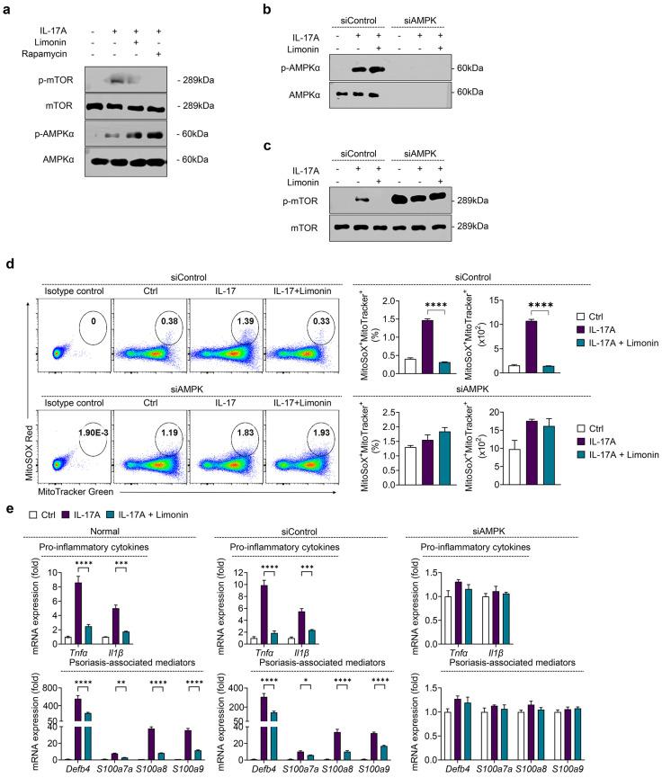 https://cdn.ncbi.nlm.nih.gov/pmc/blobs/5df7/11727202/75cd6683ef6c/antioxidants-13-01541-g006.jpg