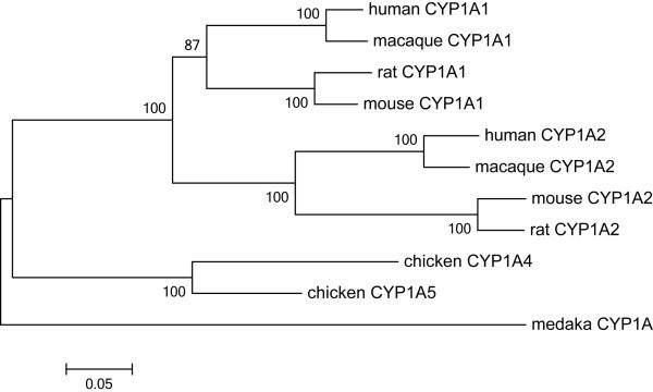 https://cdn.ncbi.nlm.nih.gov/pmc/blobs/5df7/3199271/7135a8ffd827/1471-2148-11-283-1.jpg