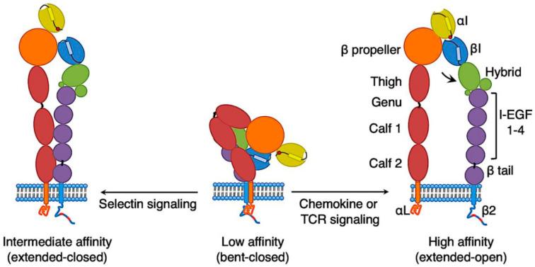 https://cdn.ncbi.nlm.nih.gov/pmc/blobs/5dfb/10137042/e60f11334c7f/cells-12-01136-g001.jpg
