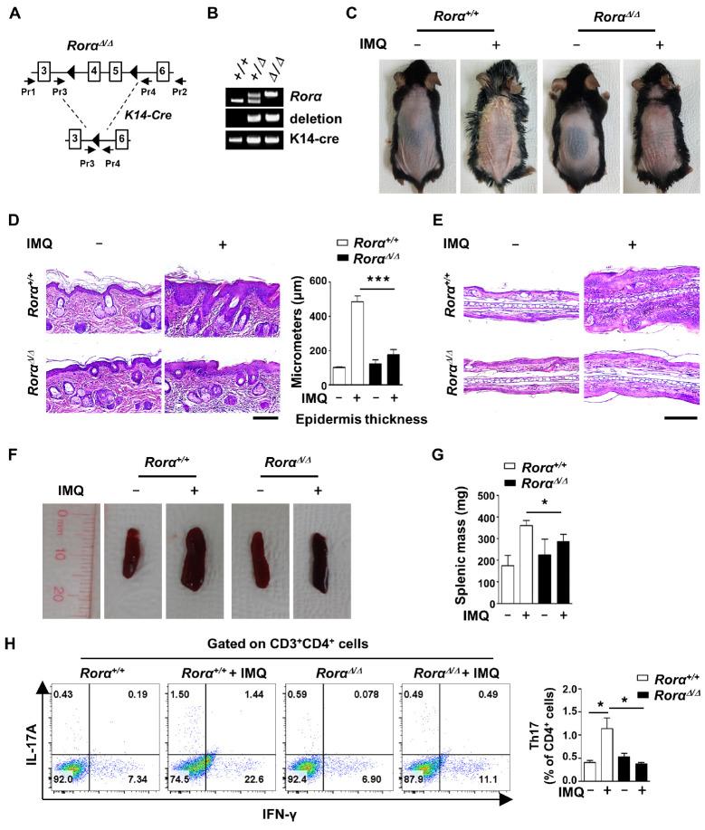 https://cdn.ncbi.nlm.nih.gov/pmc/blobs/5dfd/10230014/5d64c28d9f80/bmb-56-5-296-f1.jpg