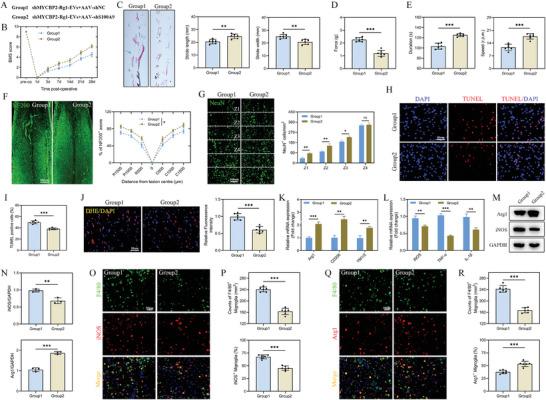 https://cdn.ncbi.nlm.nih.gov/pmc/blobs/5dfd/11336912/4d63a337f9d9/ADVS-11-2402114-g009.jpg