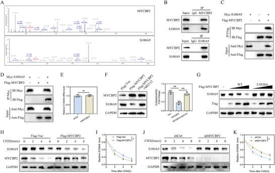 https://cdn.ncbi.nlm.nih.gov/pmc/blobs/5dfd/11336912/b522b64fbbca/ADVS-11-2402114-g006.jpg
