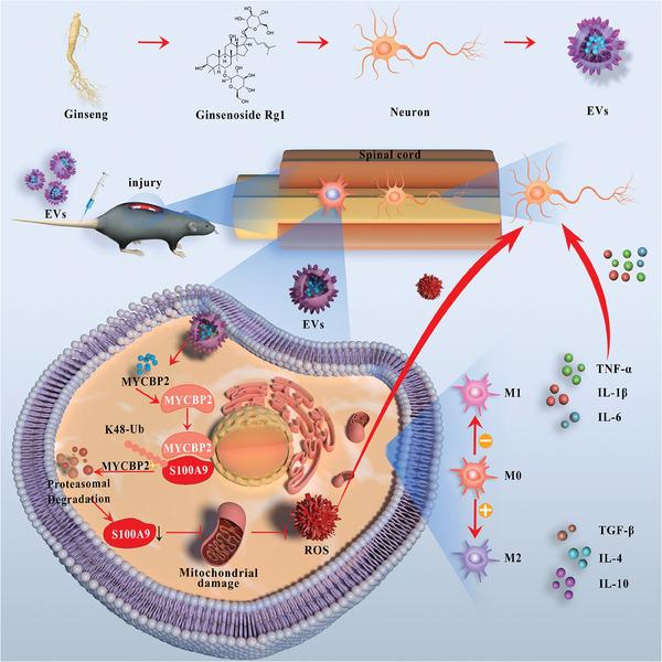 https://cdn.ncbi.nlm.nih.gov/pmc/blobs/5dfd/11336912/dac46cdf0431/ADVS-11-2402114-g012.jpg