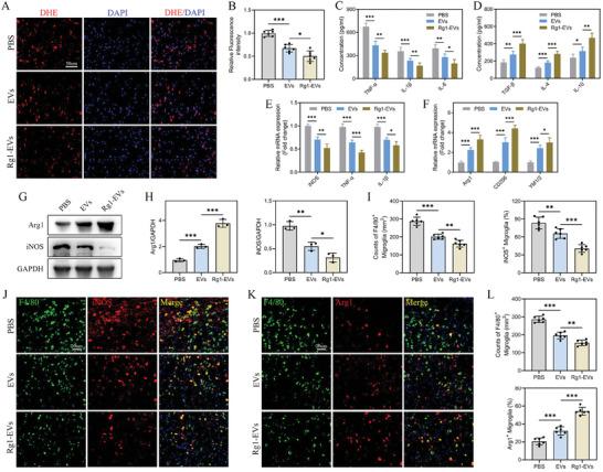 https://cdn.ncbi.nlm.nih.gov/pmc/blobs/5dfd/11336912/e1e7c0b2c804/ADVS-11-2402114-g008.jpg