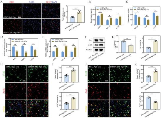 https://cdn.ncbi.nlm.nih.gov/pmc/blobs/5dfd/11336912/fa95583eff23/ADVS-11-2402114-g011.jpg