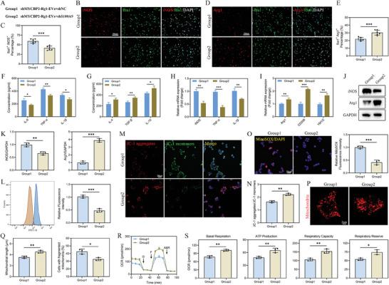 https://cdn.ncbi.nlm.nih.gov/pmc/blobs/5dfd/11336912/fce0d9710f06/ADVS-11-2402114-g004.jpg