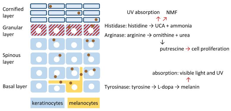 https://cdn.ncbi.nlm.nih.gov/pmc/blobs/5dfd/12471417/4ef5302fbbed/metabolites-15-00601-g001.jpg