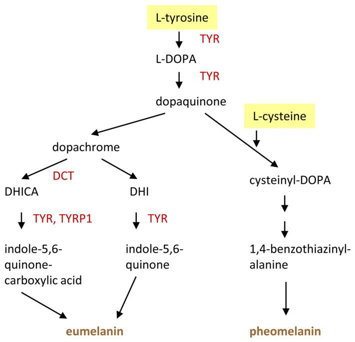https://cdn.ncbi.nlm.nih.gov/pmc/blobs/5dfd/12471417/758deab0631f/metabolites-15-00601-g006.jpg