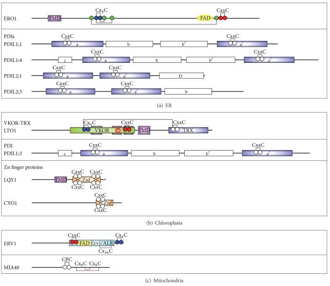 https://cdn.ncbi.nlm.nih.gov/pmc/blobs/5dfe/3800646/1b0831e6c807/IJCB2013-585431.004.jpg