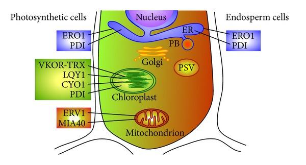 https://cdn.ncbi.nlm.nih.gov/pmc/blobs/5dfe/3800646/270ee8280896/IJCB2013-585431.002.jpg