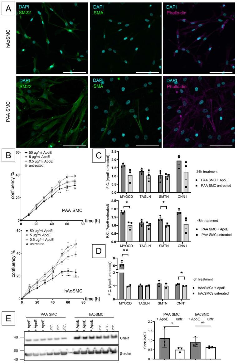 https://cdn.ncbi.nlm.nih.gov/pmc/blobs/5e04/10377618/6b363b500d4c/biomolecules-13-01074-g003.jpg