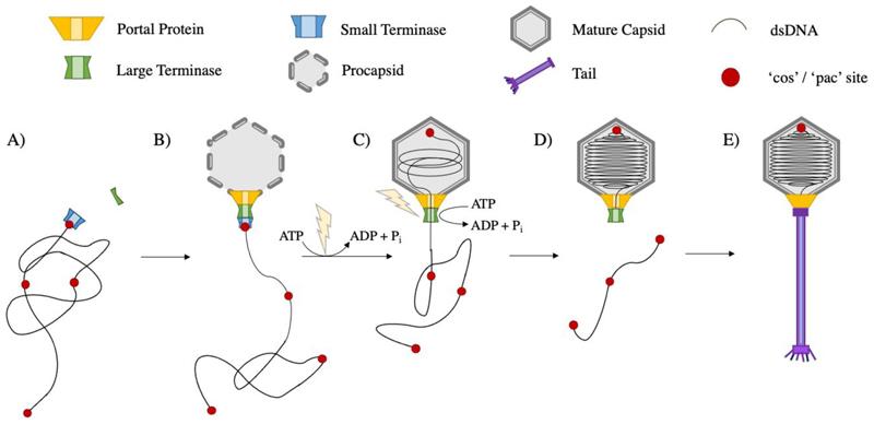 https://cdn.ncbi.nlm.nih.gov/pmc/blobs/5e04/7617512/2350c1808610/EMS203891-f001.jpg