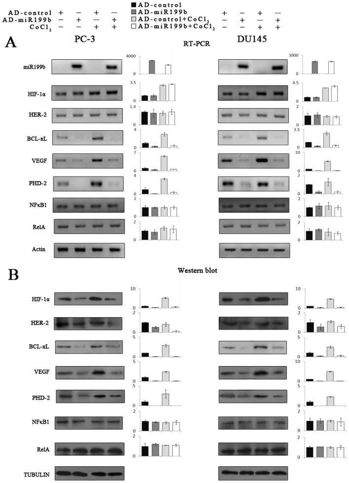 https://cdn.ncbi.nlm.nih.gov/pmc/blobs/5e05/3645752/fb9da600949d/ijms-14-08422f3.jpg