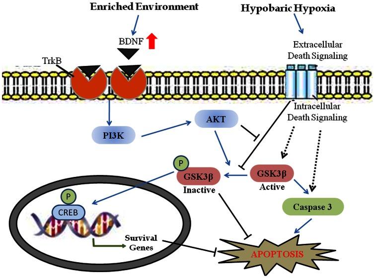 https://cdn.ncbi.nlm.nih.gov/pmc/blobs/5e05/3660501/38689f2257fc/pone.0062235.g006.jpg